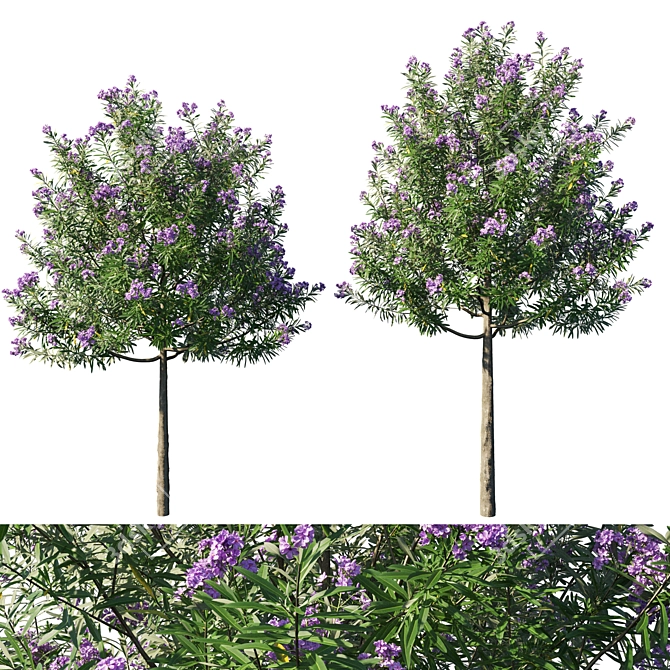 Nerium Oleander Collection: Stunning Floral 3D Model 3D model image 1