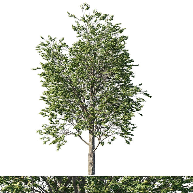 Platanus_acerifolia_03: 3D Tree Model 2013 3D model image 1