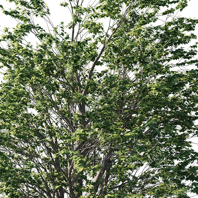 Platanus_acerifolia_03: 3D Tree Model 2013 3D model image 2