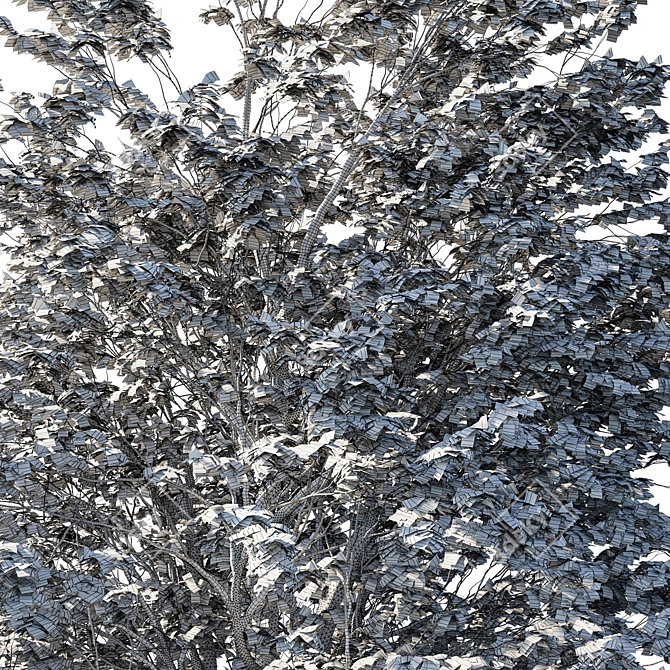 Platanus_acerifolia_03: 3D Tree Model 2013 3D model image 3