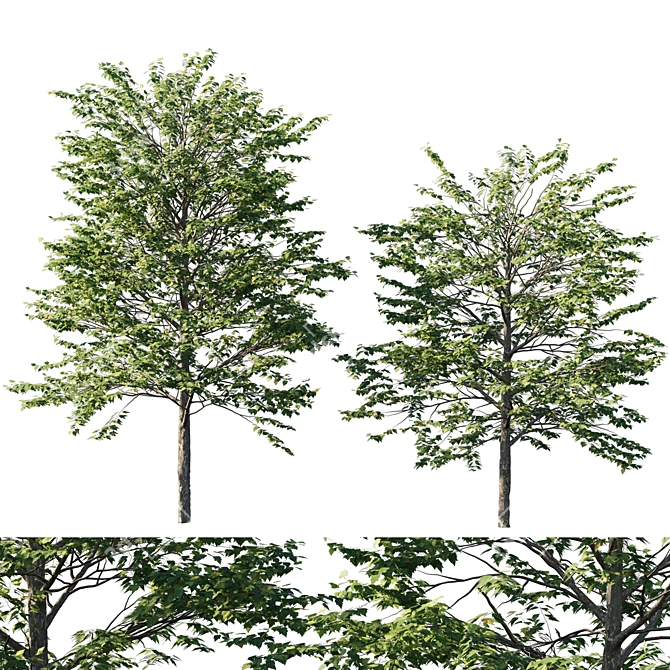 Platanus acerifolia 04 - Detailed 3D Model 3D model image 4
