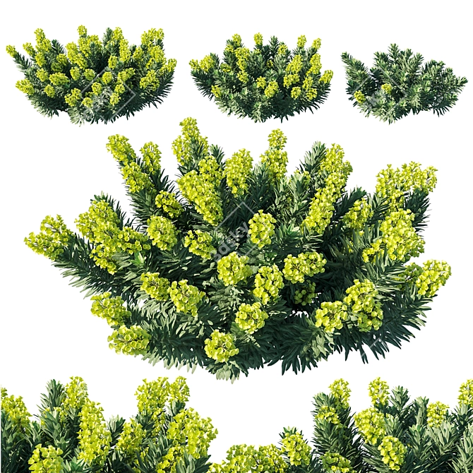 Mediterranean Spurge II: Timeless Elegance 3D model image 1