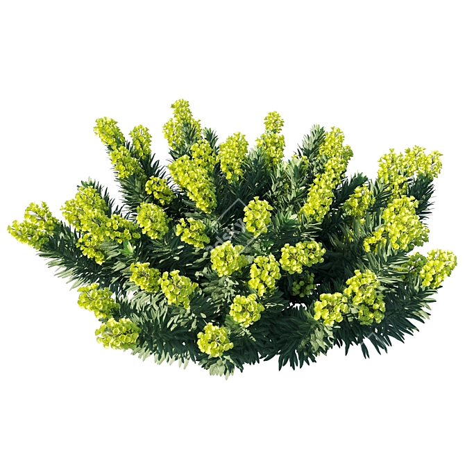 Mediterranean Spurge II: Timeless Elegance 3D model image 2