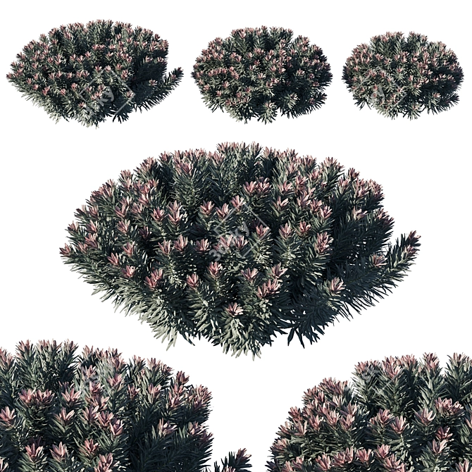 Euphorbia Blackbird 02: Modern Botanical Marvel 3D model image 1