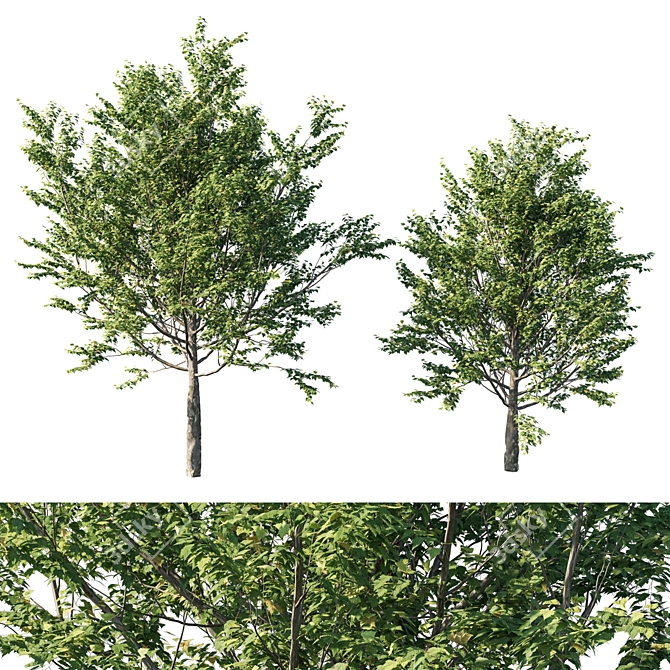 Platanus acerifolia 2013: 3D Model+Render 3D model image 1