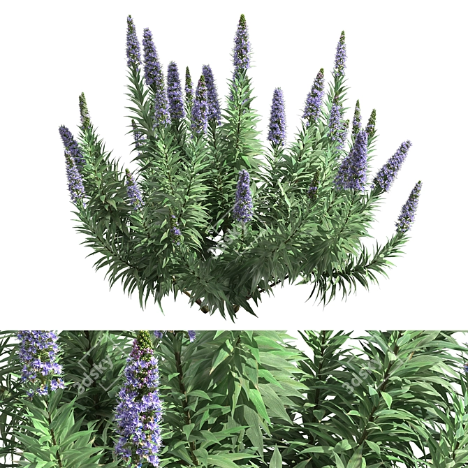 Pride of Madeira Plant - Stunning Echium Varieties 3D model image 3