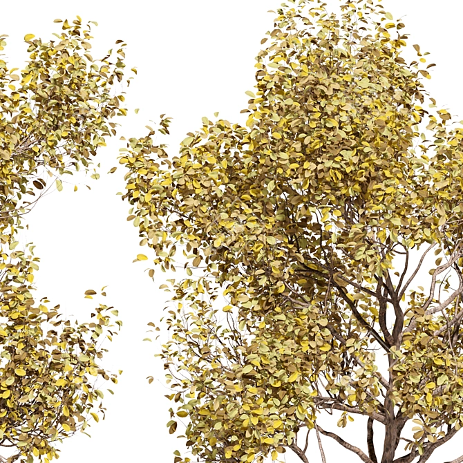 Autumn Bliss Tree Collection 3D model image 3