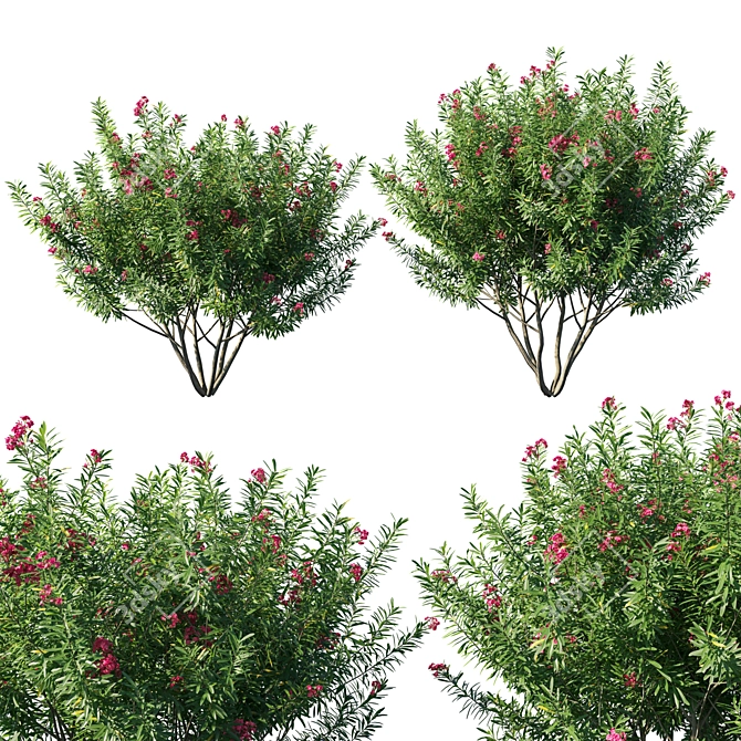 Elegant Oleander Collection: 2013 Millimeter Masterpiece 3D model image 1