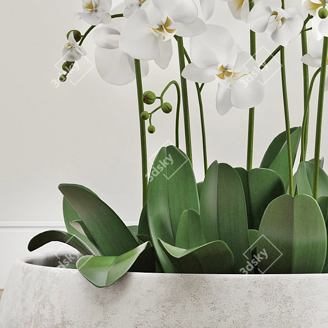 Elegant Orchid Arrangement 3D model image 2