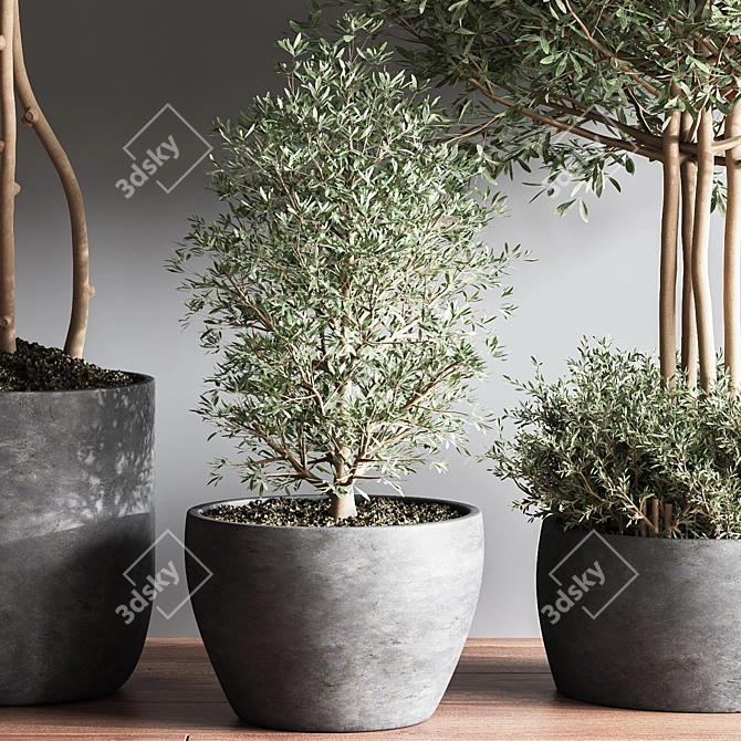 Elegant Indoor Plant Set12 3D model image 5