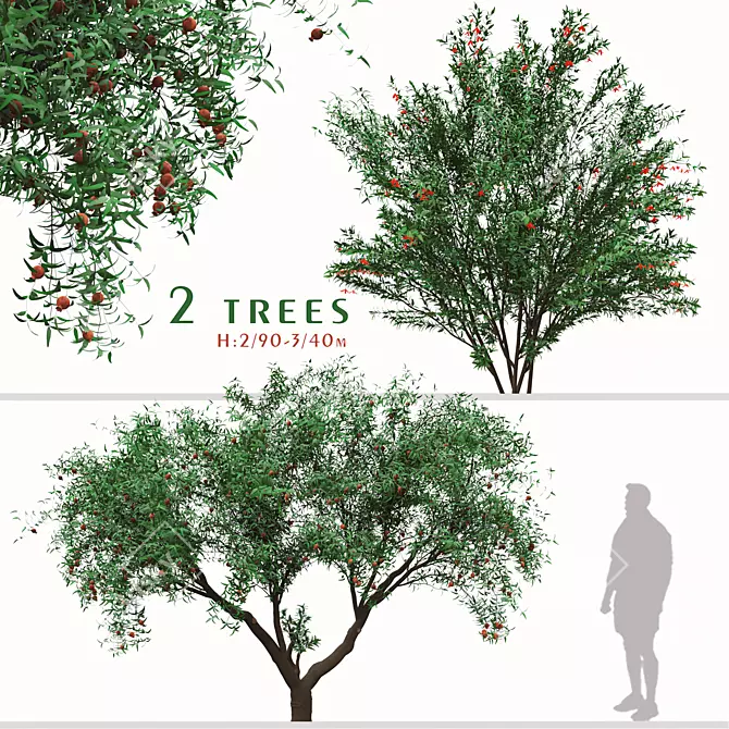 Pomegranate Tree Duo: Perfect Ornamental Fruit Trees! 3D model image 1