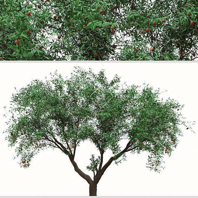 Pomegranate Tree Duo: Perfect Ornamental Fruit Trees! 3D model image 2