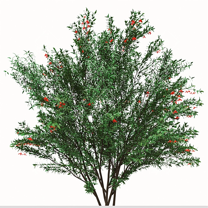 Pomegranate Tree Duo: Perfect Ornamental Fruit Trees! 3D model image 3