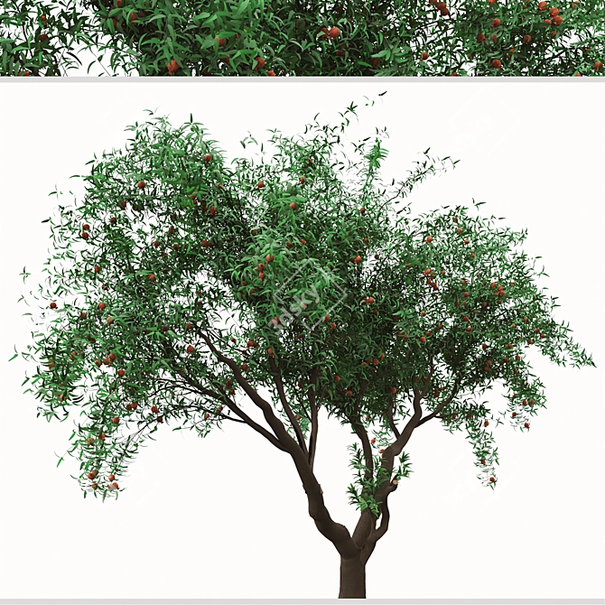 Pomegranate Tree Duo: Perfect Ornamental Fruit Trees! 3D model image 4