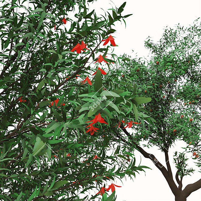 Pomegranate Tree Duo: Perfect Ornamental Fruit Trees! 3D model image 5