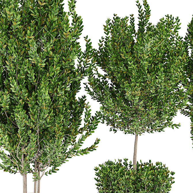 Green Haven: Lush Indoor Plant Set 3D model image 3