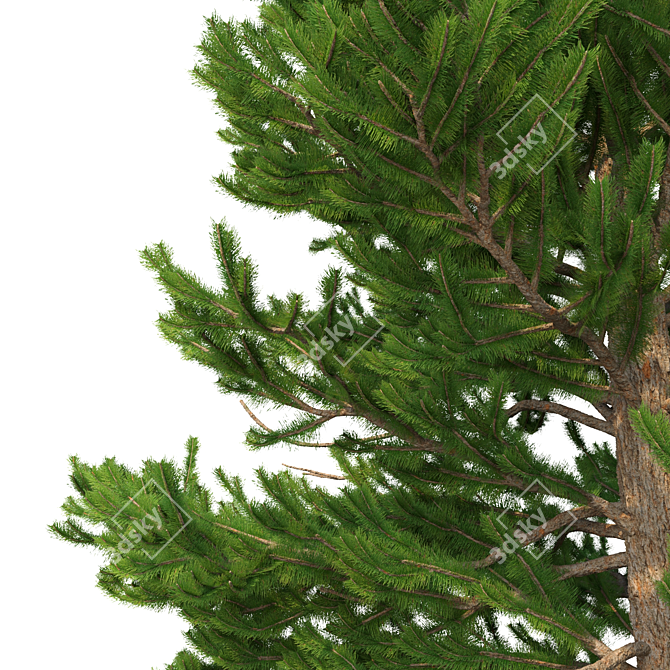 Norway Spruce Set - Realistic 3D Tree Models 3D model image 2