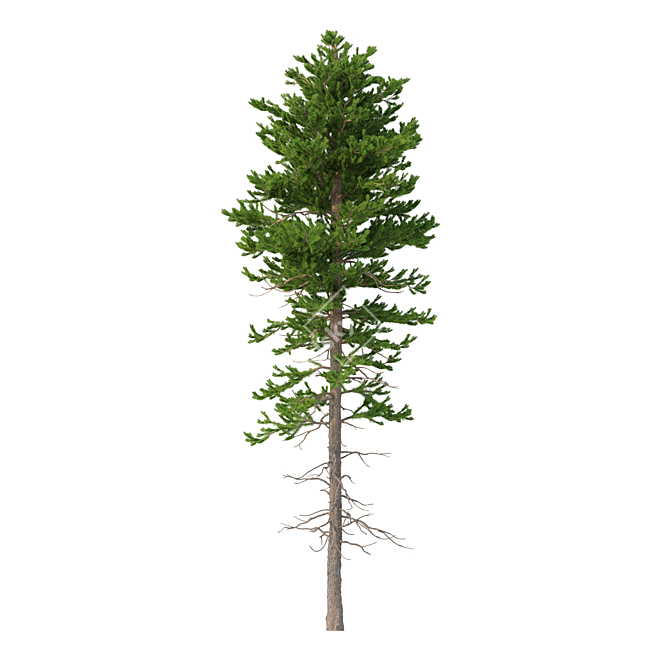 Norway Spruce Set - Realistic 3D Tree Models 3D model image 4