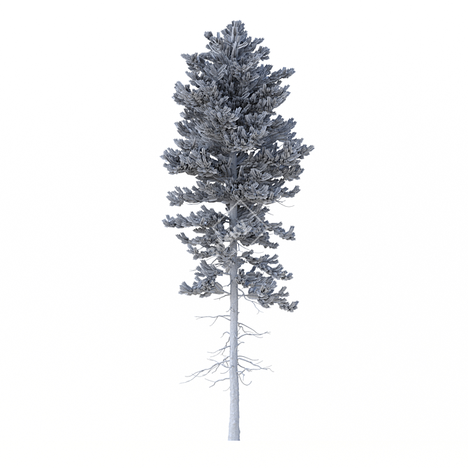 Norway Spruce Set - Realistic 3D Tree Models 3D model image 6