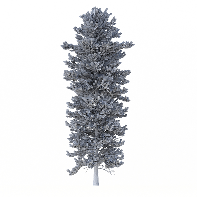 Norway Spruce Set - Realistic 3D Tree Models 3D model image 7