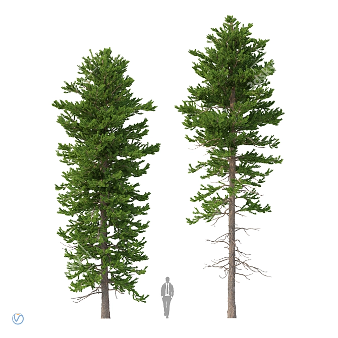 Norway Spruce Trees - V-Ray 3D model image 1