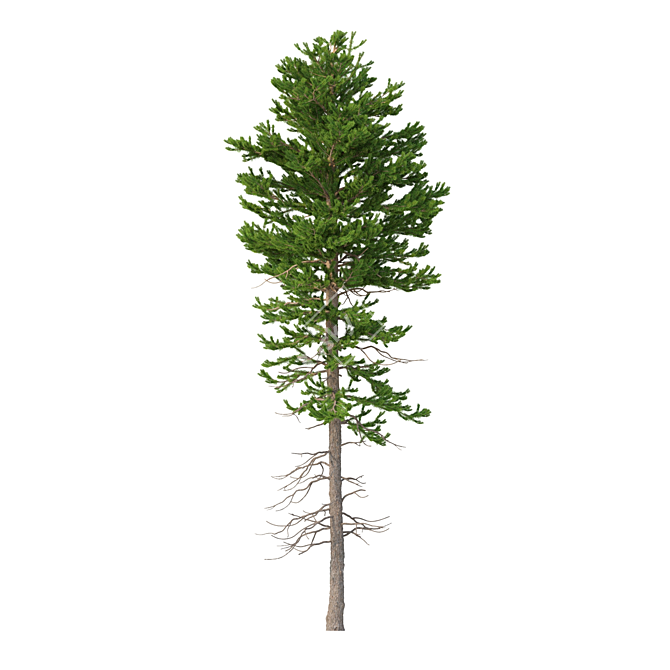 Norway Spruce Trees - V-Ray 3D model image 4