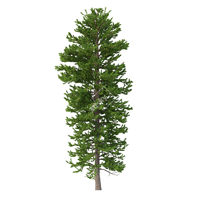 Norway Spruce Trees - V-Ray 3D model image 5