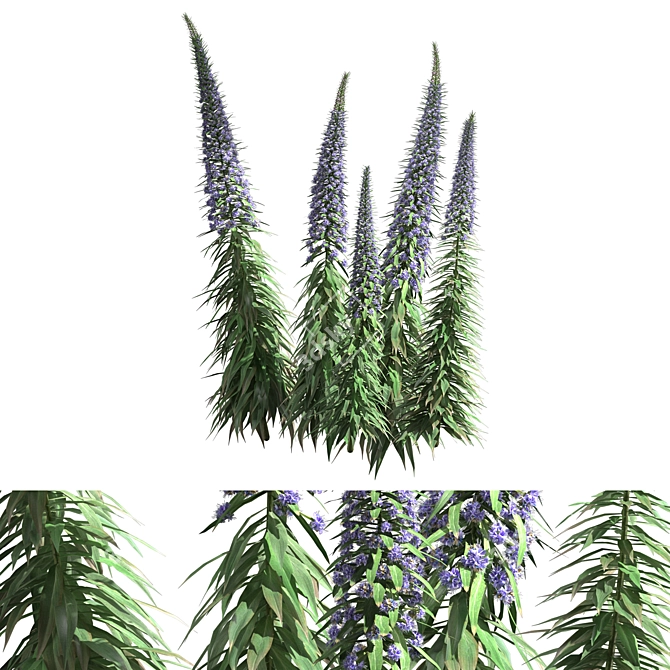 Pride of Madeira - Exquisite Echium Candicans 3D model image 1