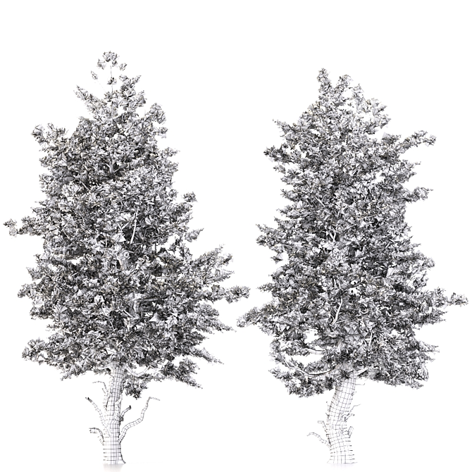 Rocky Mountain Limber Pine 3D model image 2
