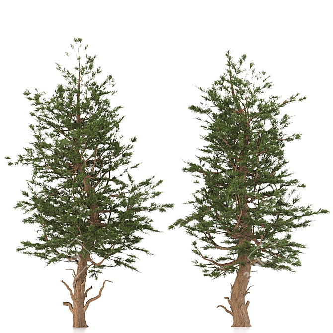 Rocky Mountain Limber Pine 3D model image 3