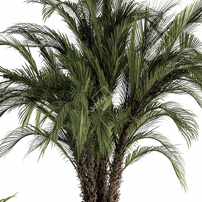 Tropical Oasis: Outdoor Plant Set 3D model image 4