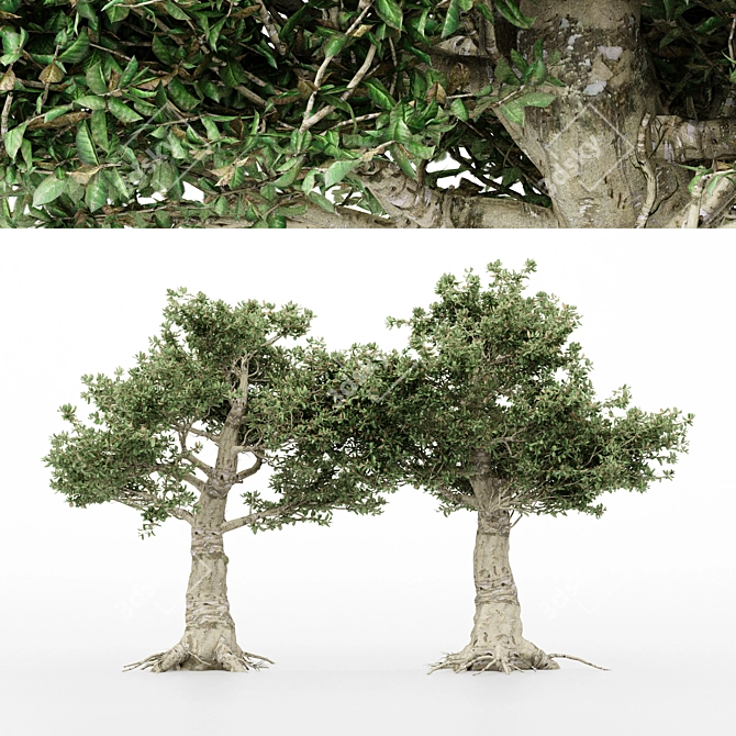 Variety of Kingsville Wood Trees 3D model image 1