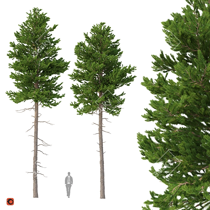 Title: Norway Spruce 3D Tree Set 3D model image 1