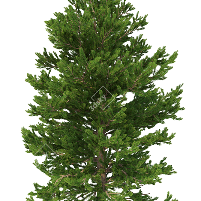 Title: Norway Spruce 3D Tree Set 3D model image 2