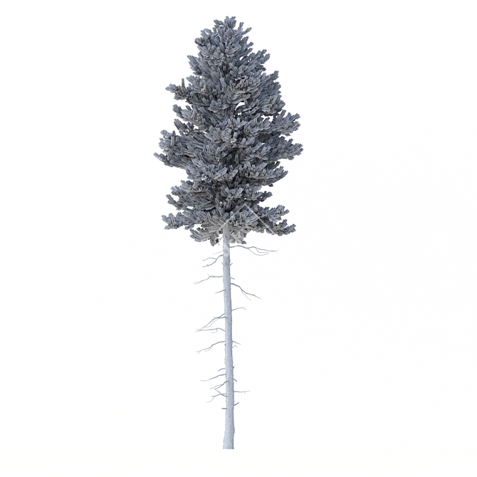 Title: Norway Spruce 3D Tree Set 3D model image 6