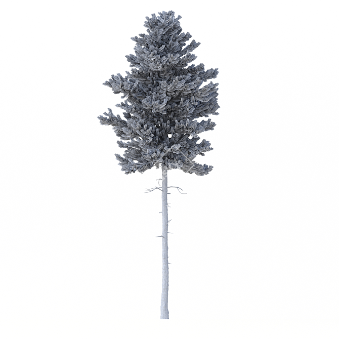Title: Norway Spruce 3D Tree Set 3D model image 7