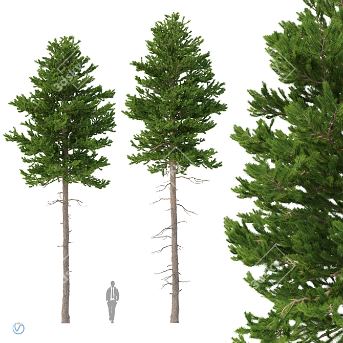 Norway Spruce 3D Tree Set 3D model image 1