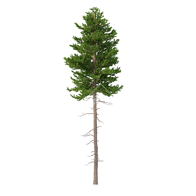 Norway Spruce 3D Tree Set 3D model image 3