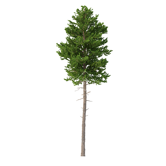 Norway Spruce 3D Tree Set 3D model image 4