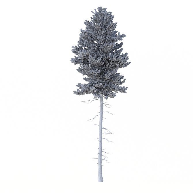 Norway Spruce 3D Tree Set 3D model image 6