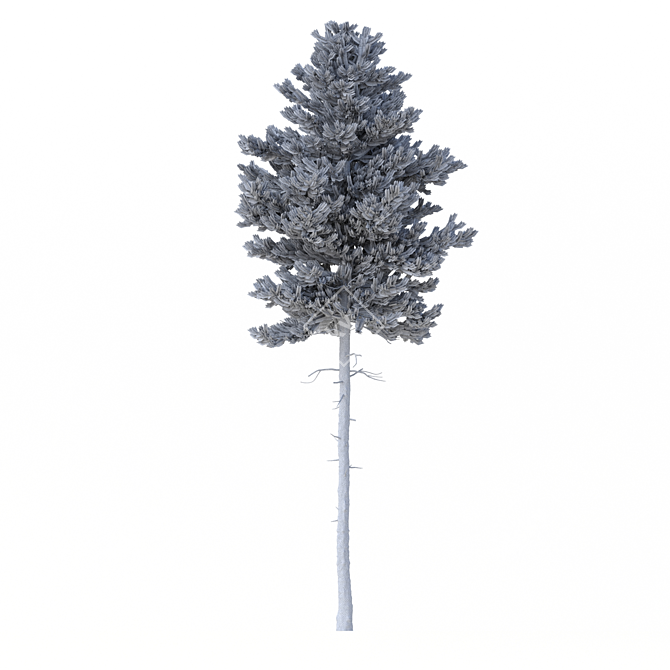 Norway Spruce 3D Tree Set 3D model image 7