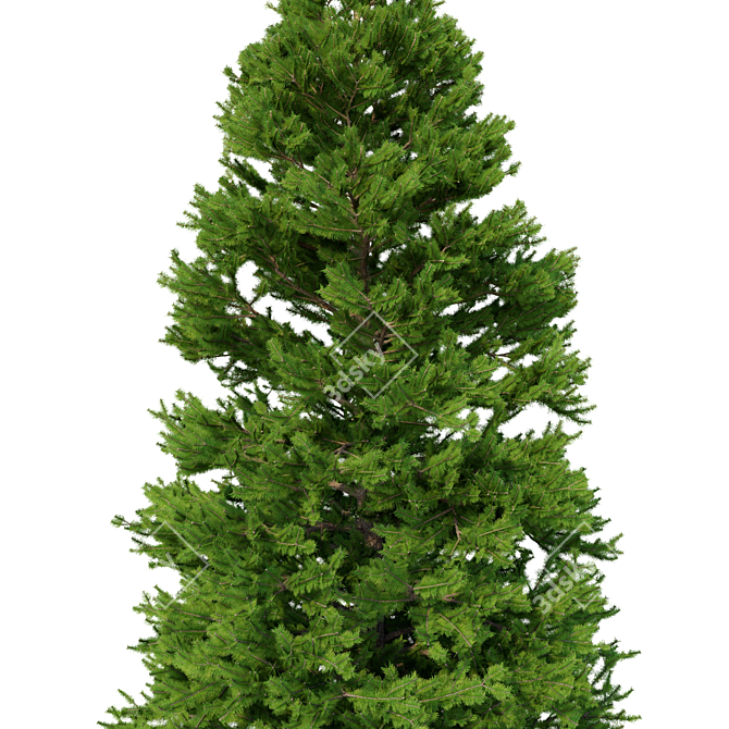 Norway Spruce 3D Tree Set 3D model image 3