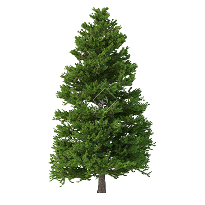 Norway Spruce Set - Realistic 3D Tree Models 3D model image 5