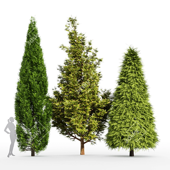 Cone Cypress Rocky Mountain: 6.2m Height 3D model image 1