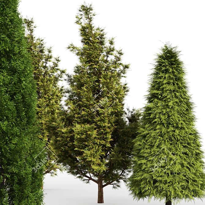 Cone Cypress Rocky Mountain: 6.2m Height 3D model image 3