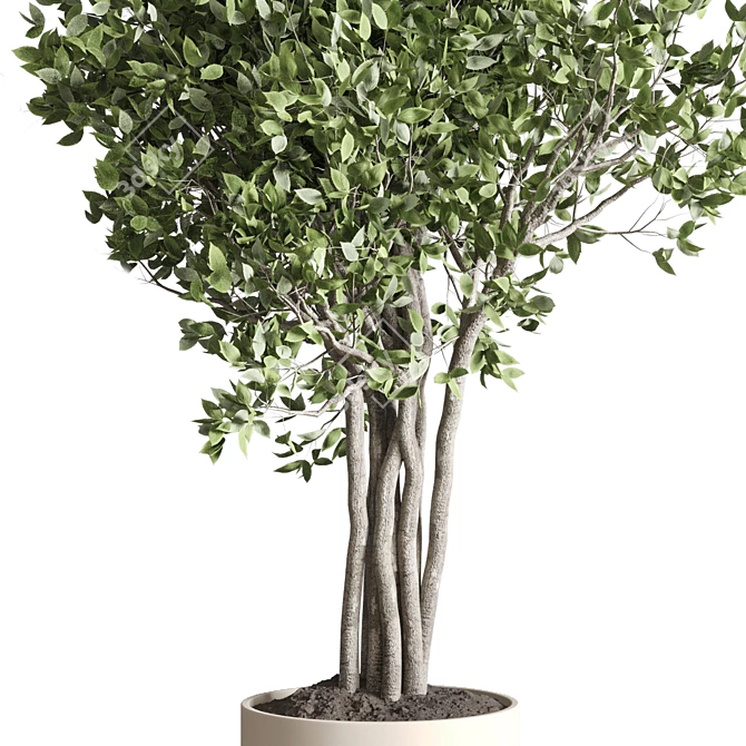 Ficus Benjamin Tree in Wood Vase 3D model image 2