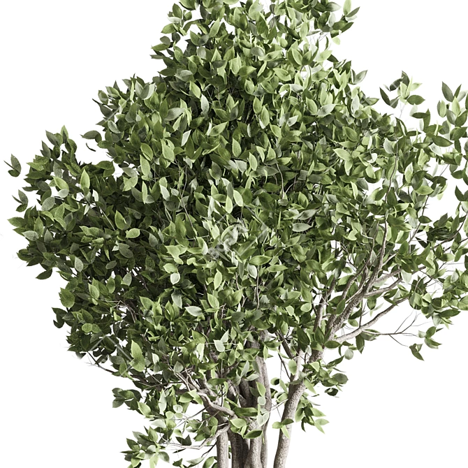 Ficus Benjamin Tree in Wood Vase 3D model image 3