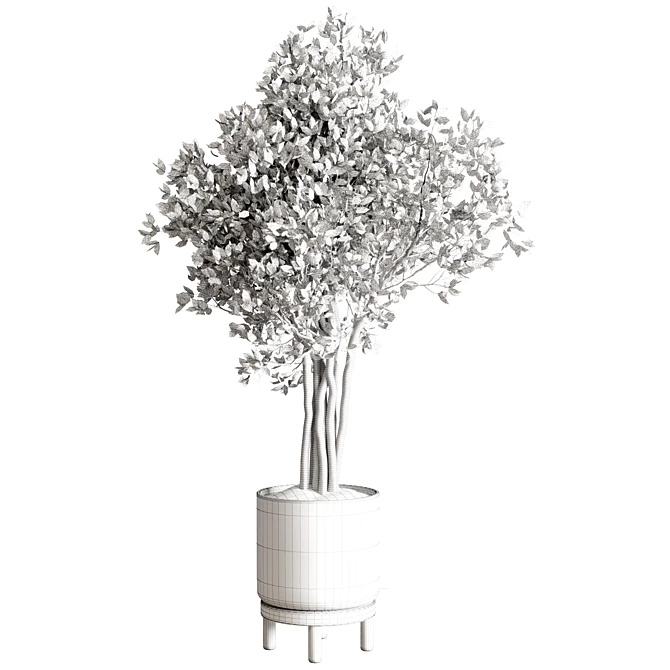 Ficus Benjamin Tree in Wood Vase 3D model image 4