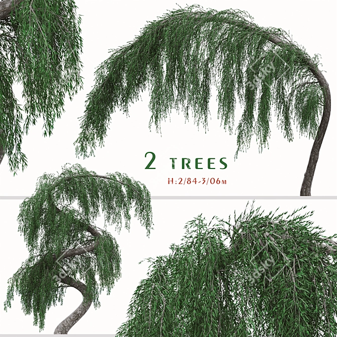 Graceful Weeping Larix Tree Set 3D model image 1