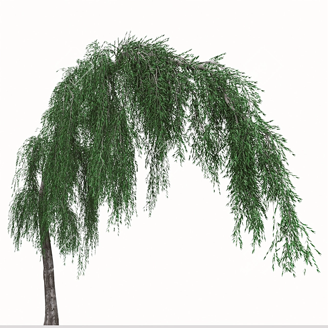 Graceful Weeping Larix Tree Set 3D model image 4